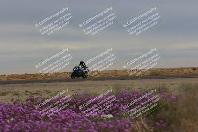 media/Jan-14-2023-SoCal Trackdays (Sat) [[497694156f]]/Turn 14 Exit Bloomig (145pm)/